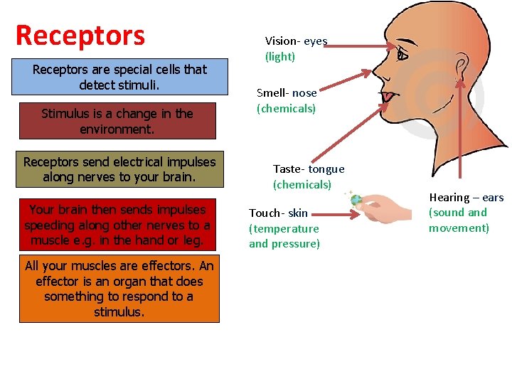 Receptors are special cells that detect stimuli. Stimulus is a change in the environment. Receptors are special cells that detect stimuli. Stimulus is a change in the environment.