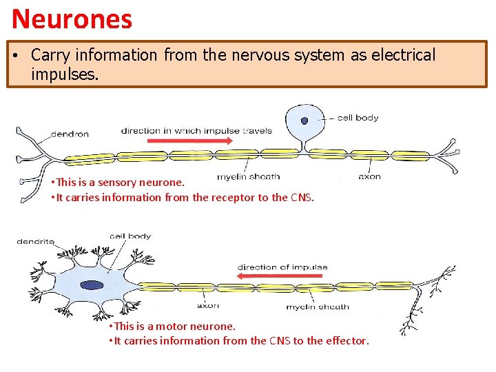 Neurones • Carry information from the nervous system as electrical impulses. • This is Neurones • Carry information from the nervous system as electrical impulses. • This is