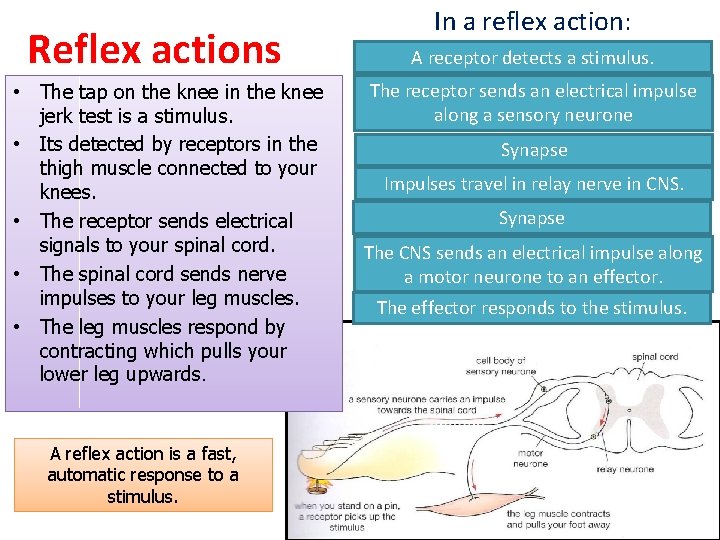 Reflex actions • The tap on the knee in the knee jerk test is Reflex actions • The tap on the knee in the knee jerk test is