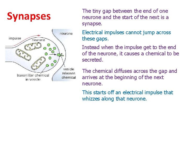 Synapses The tiny gap between the end of one neurone and the start of Synapses The tiny gap between the end of one neurone and the start of