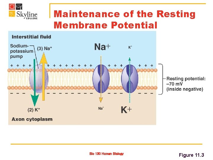Maintenance of the Resting Membrane Potential Bio 130 Human Biology Figure 11. 3 