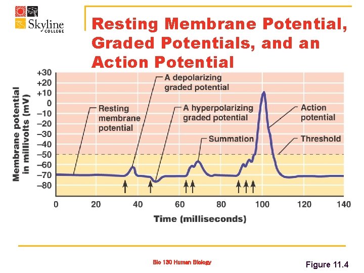 Resting Membrane Potential, Graded Potentials, and an Action Potential Bio 130 Human Biology Figure