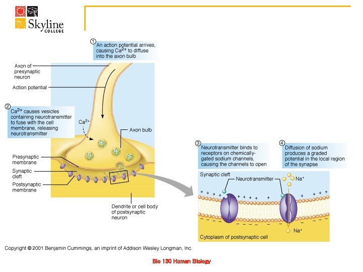 Bio 130 Human Biology 