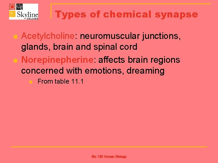 Types of chemical synapse n n Acetylcholine: neuromuscular junctions, glands, brain and spinal cord