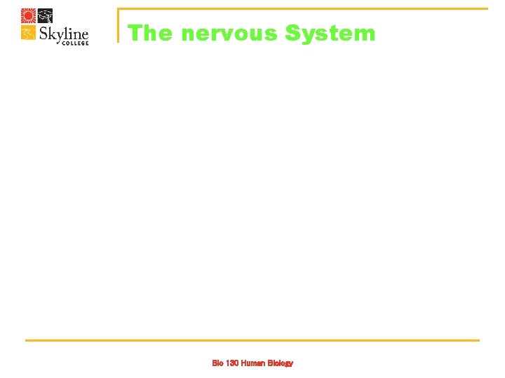 The nervous System Bio 130 Human Biology 