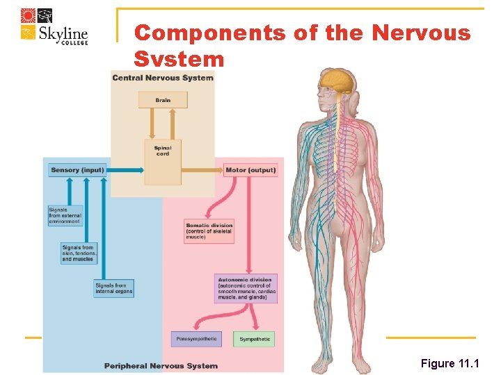 Components of the Nervous System Bio 130 Human Biology Figure 11. 1 