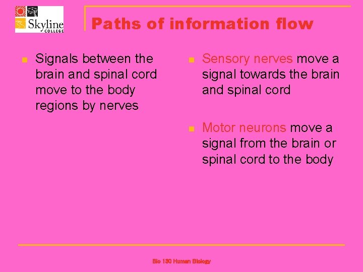 Paths of information flow n Signals between the brain and spinal cord move to