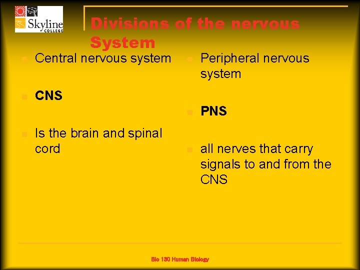 Divisions of the nervous System n Central nervous system n CNS n Is the