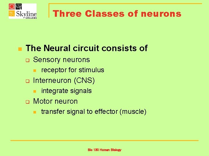 Three Classes of neurons n The Neural circuit consists of q Sensory neurons n