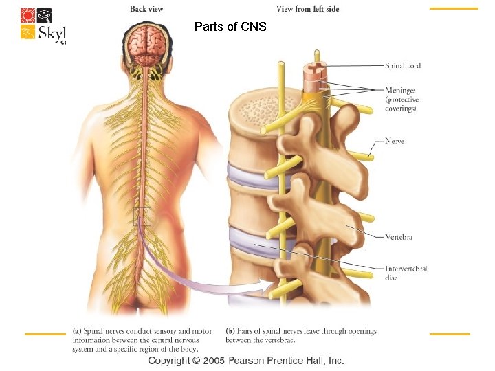 Parts of CNS 