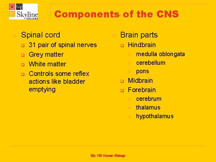 Components of the CNS n Spinal cord q q n 31 pair of spinal