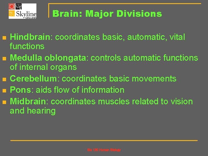 Brain: Major Divisions n n n Hindbrain: coordinates basic, automatic, vital functions Medulla oblongata: