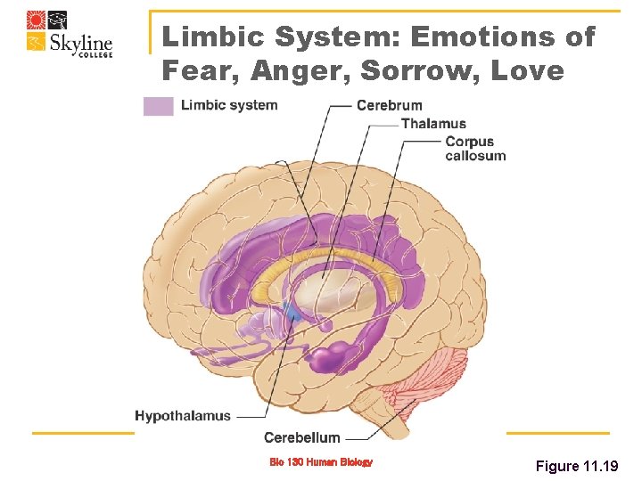 Limbic System: Emotions of Fear, Anger, Sorrow, Love Bio 130 Human Biology Figure 11.