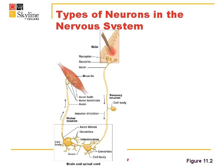 Types of Neurons in the Nervous System Bio 130 Human Biology Figure 11. 2