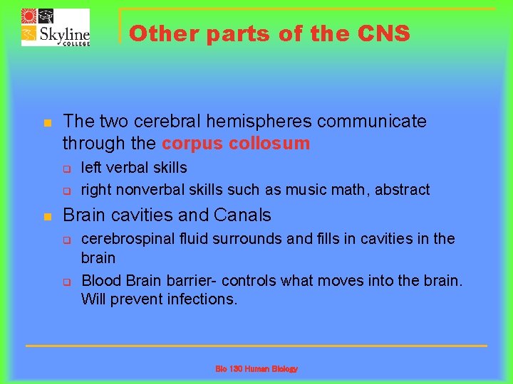 Other parts of the CNS n The two cerebral hemispheres communicate through the corpus
