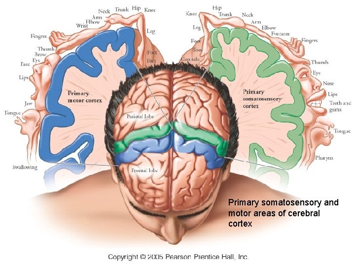 Primary somatosensory and motor areas of cerebral cortex 