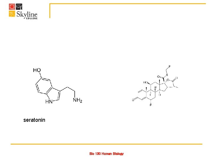seratonin Bio 130 Human Biology 