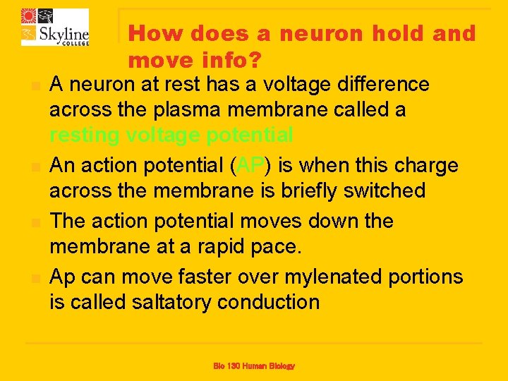 How does a neuron hold and move info? n n A neuron at rest