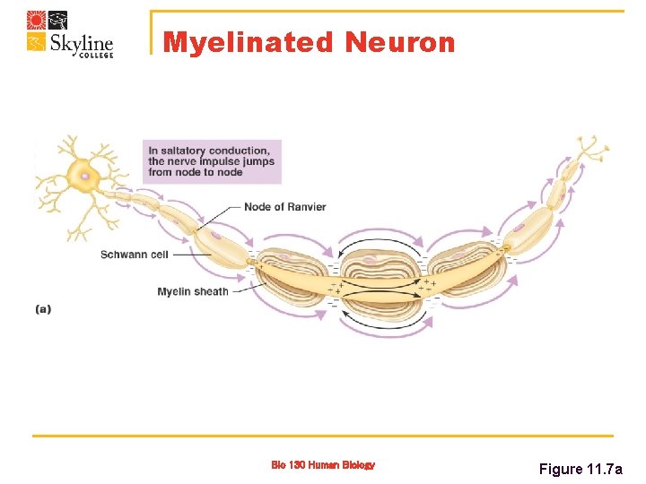 Myelinated Neuron Bio 130 Human Biology Figure 11. 7 a 