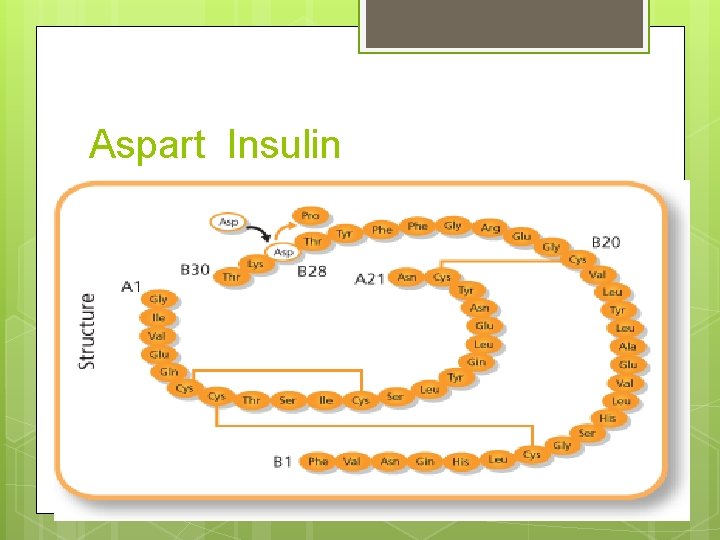 Aspart Insulin 
