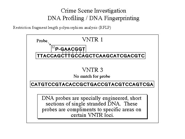 Crime Scene Investigation DNA Profiling / DNA Fingerprinting Restriction fragment length polymorphism analysis (RFLP)