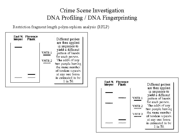 Crime Scene Investigation DNA Profiling / DNA Fingerprinting Restriction fragment length polymorphism analysis (RFLP)