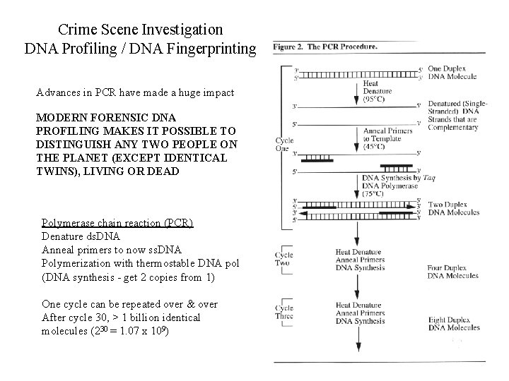 Crime Scene Investigation DNA Profiling / DNA Fingerprinting Advances in PCR have made a