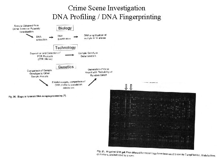 Crime Scene Investigation DNA Profiling / DNA Fingerprinting 