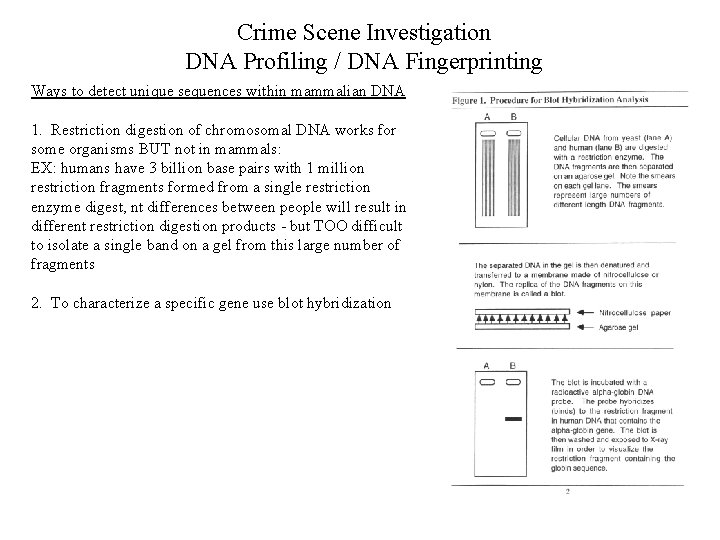 Crime Scene Investigation DNA Profiling / DNA Fingerprinting Ways to detect unique sequences within