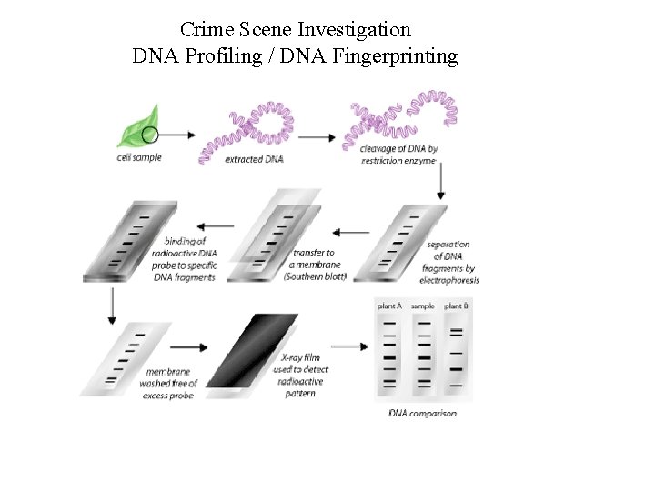 Crime Scene Investigation DNA Profiling / DNA Fingerprinting 