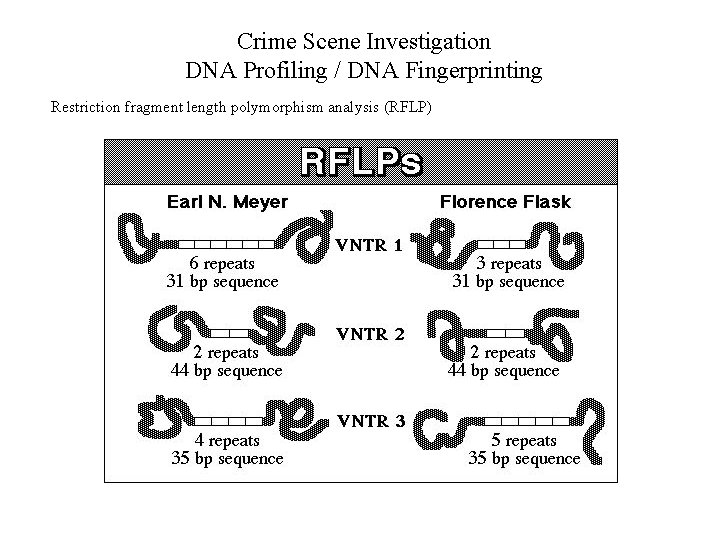 Crime Scene Investigation DNA Profiling / DNA Fingerprinting Restriction fragment length polymorphism analysis (RFLP)