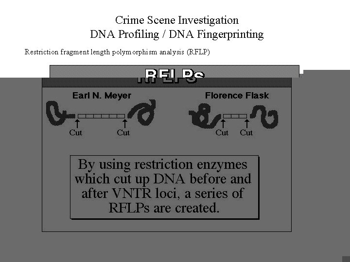 Crime Scene Investigation DNA Profiling / DNA Fingerprinting Restriction fragment length polymorphism analysis (RFLP)