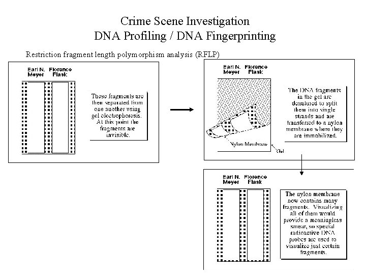 Crime Scene Investigation DNA Profiling / DNA Fingerprinting Restriction fragment length polymorphism analysis (RFLP)