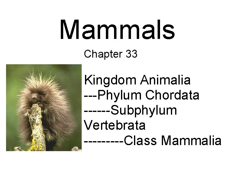 Mammals Chapter 33 Kingdom Animalia ---Phylum Chordata ------Subphylum Vertebrata -----Class Mammalia 