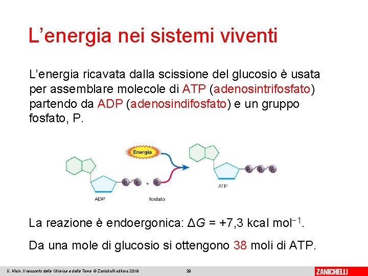 L’energia nei sistemi viventi L’energia ricavata dalla scissione del glucosio è usata per assemblare