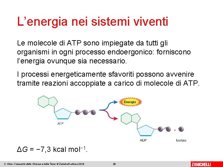 L’energia nei sistemi viventi Le molecole di ATP sono impiegate da tutti gli organismi