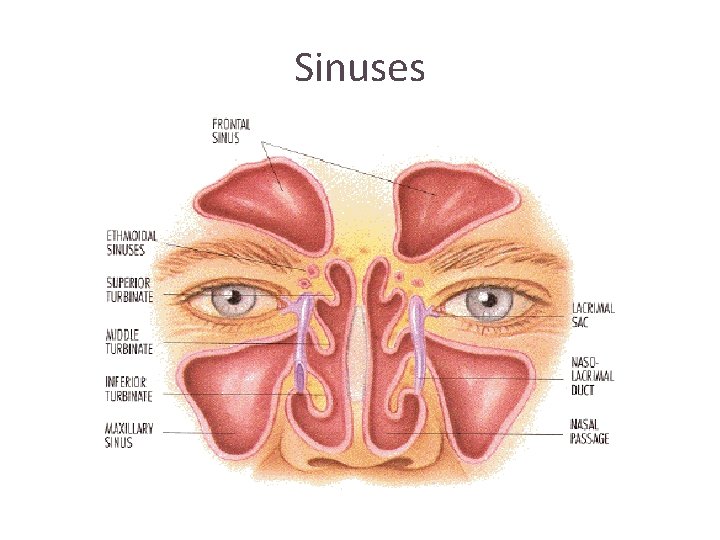 Sinuses Sinuses