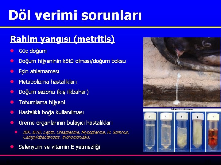 Döl verimi sorunları Rahim yangısı (metritis) · Güç doğum · Doğum hijyeninin kötü olması/doğum