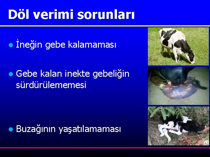 Döl verimi sorunları ● İneğin gebe kalamaması ● Gebe kalan inekte gebeliğin sürdürülememesi ●