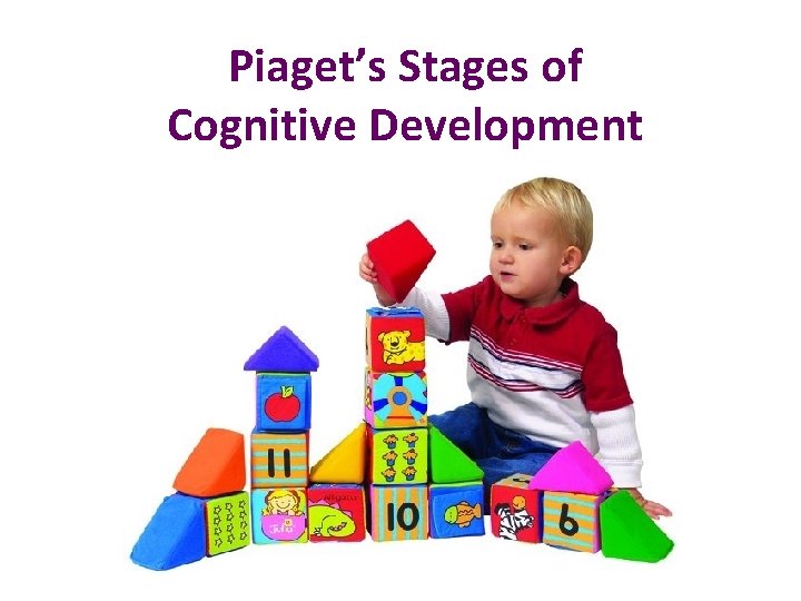 Piaget’s Stages of Cognitive Development 