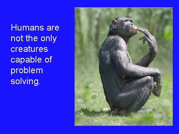 Humans are not the only creatures capable of problem solving. 