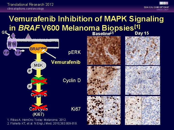 Translational Research 2012 clinicaloptions. com/oncology Vemurafenib Inhibition of MAPK Signaling [1] in BRAF V