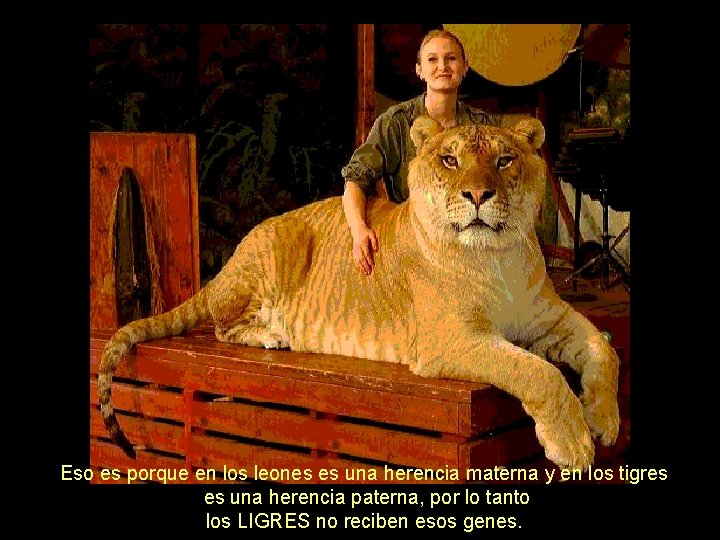 Eso es porque en los leones es una herencia materna y en los tigres