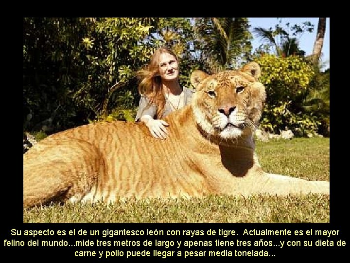 Su aspecto es el de un gigantesco león con rayas de tigre. Actualmente es