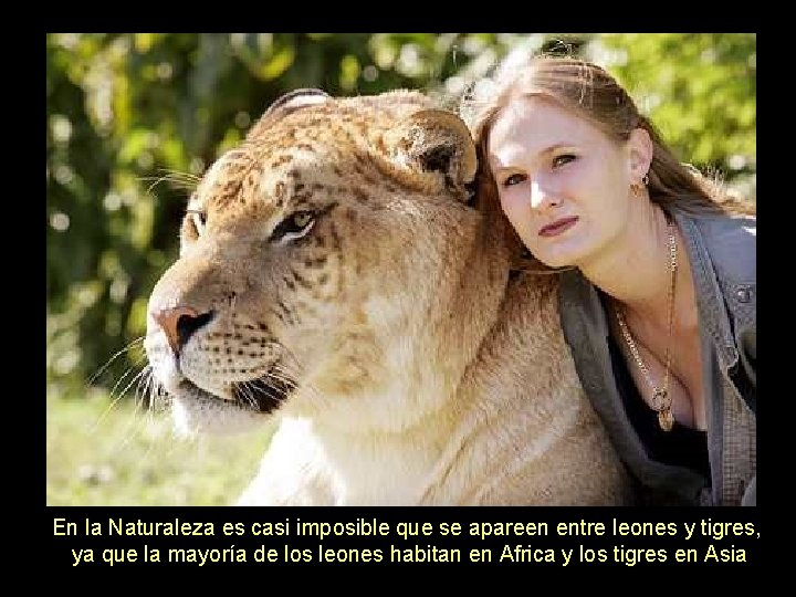 En la Naturaleza es casi imposible que se apareen entre leones y tigres, ya
