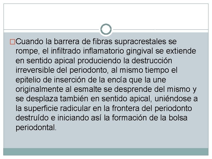 �Cuando la barrera de fibras supracrestales se rompe, el infiltrado inflamatorio gingival se extiende