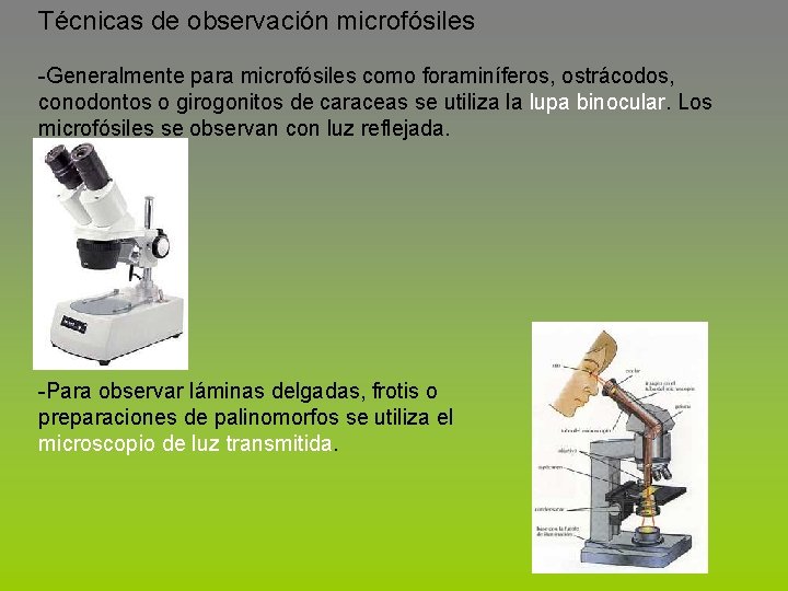 Técnicas de observación microfósiles -Generalmente para microfósiles como foraminíferos, ostrácodos, conodontos o girogonitos de