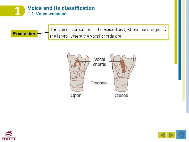Voice and its classification 1. 1. Voice emission Production The voice is produced in Voice and its classification 1. 1. Voice emission Production The voice is produced in