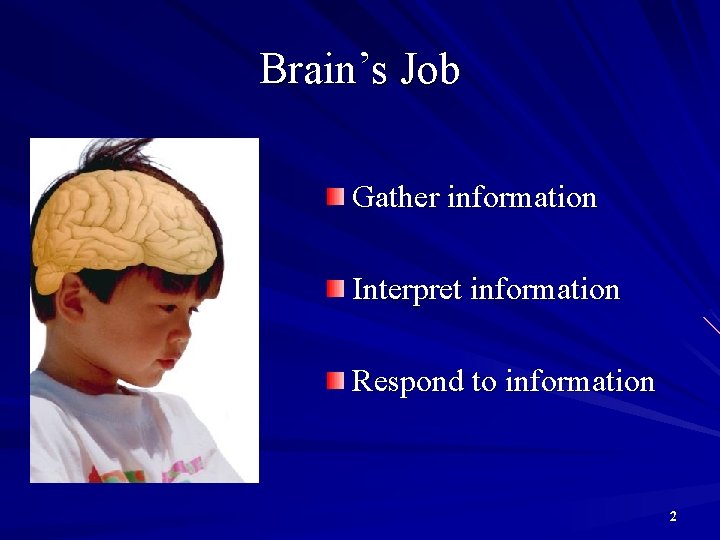 Brain’s Job Gather information Interpret information Respond to information 2 