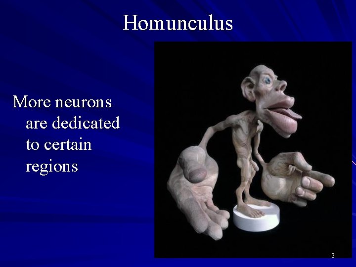 Homunculus More neurons are dedicated to certain regions 3 